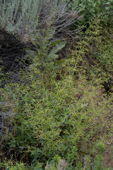Scrophularia desertorum