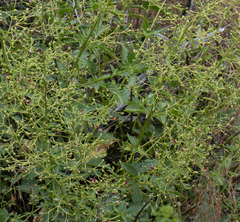 Scrophularia desertorum