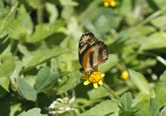 Castilia eranites