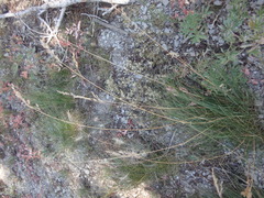 Festuca viridula