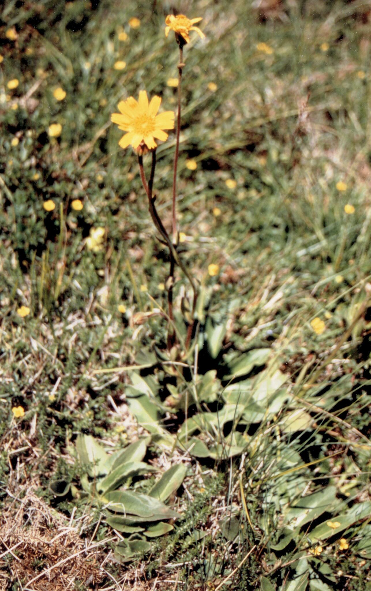 Arnica montana — fotografia 2