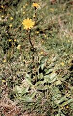 Arnica montana — fotografia 2