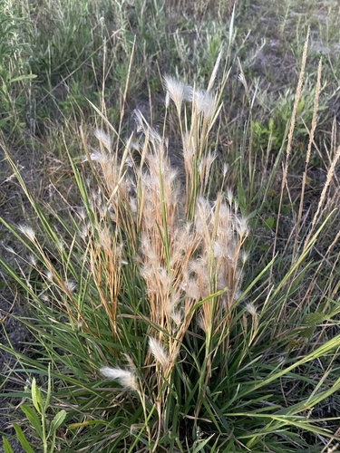 Andropogon selloanus observed 2025-02-01