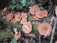Stiptophyllum erubescens