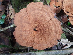 Stiptophyllum erubescens