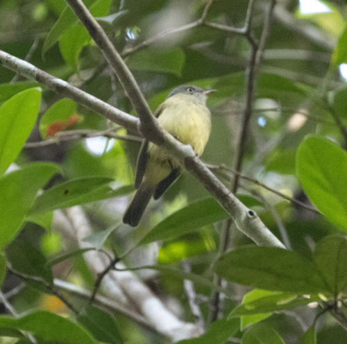 Saffron-crested Tyrant-Manakin (Neopelma chrysocephalum)