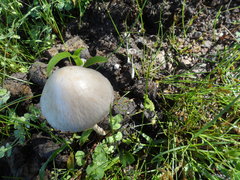 Panaeolus antillarum image