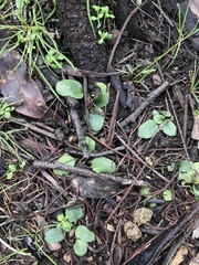 Pterostylis concinna