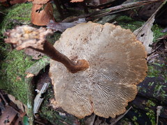 Stiptophyllum erubescens