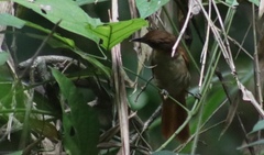 Automolus melanopezus