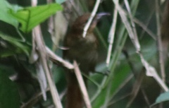 Automolus melanopezus