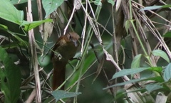 Automolus melanopezus