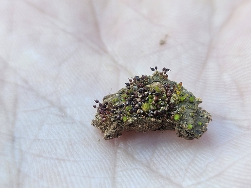 Image of Microbryum rectum by (c) Marc Riera, some rights reserved (CC BY)