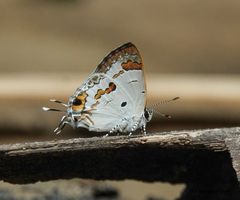 Hypolycaena othona