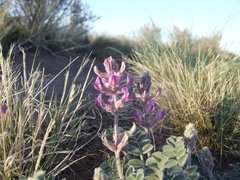 Astragalus mollissimus
