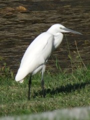 Egretta garzetta