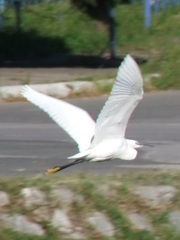 Egretta garzetta