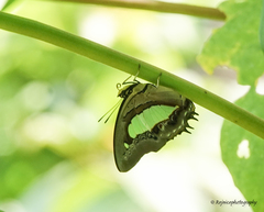 Polyura
