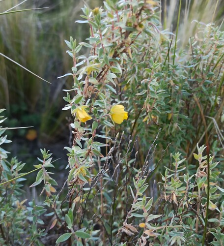 Balbisia calycina (Balbisia calycina)