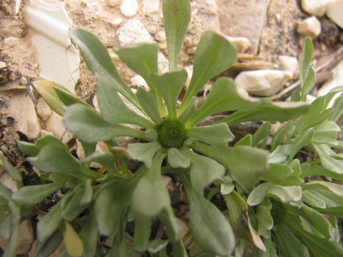 Compact Cudweed (Filago contracta)