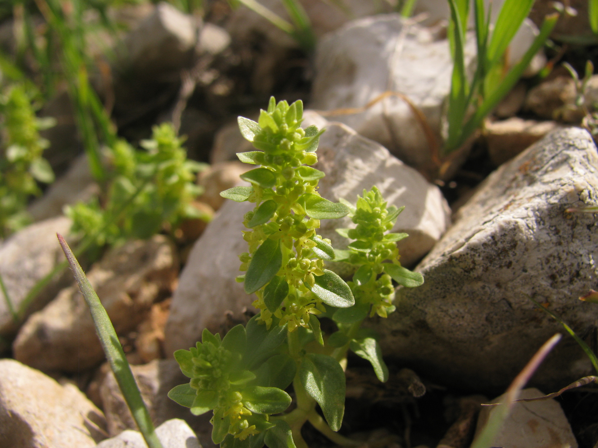 Cruciata articulata