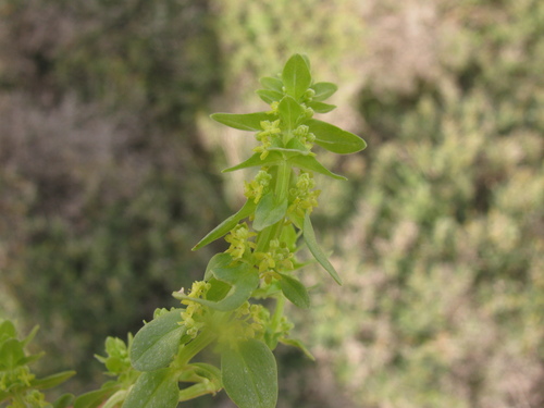 Image of Cruciata Articulata (Cruciata articulata) by (c) Nachman bones, some rights reserved (CC BY)