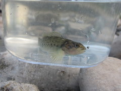 Etheostoma camurum