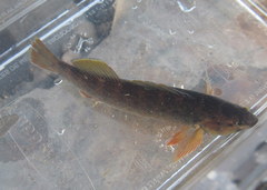 Etheostoma camurum