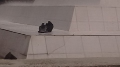 Columba livia domestica