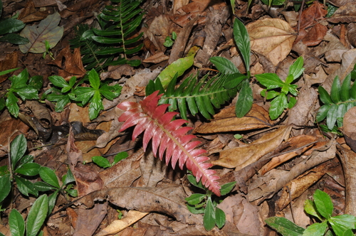 Hammock fern (Blechnum occidentale)