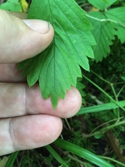Fragaria vesca americana