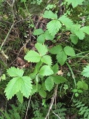 Fragaria vesca americana