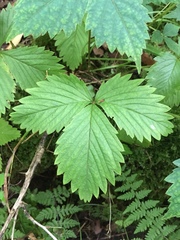 Fragaria vesca americana