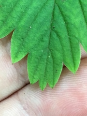 Fragaria vesca americana