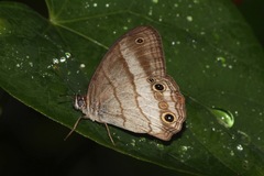 Euptychoides laccine