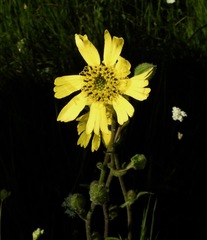 Kyhosia bolanderi