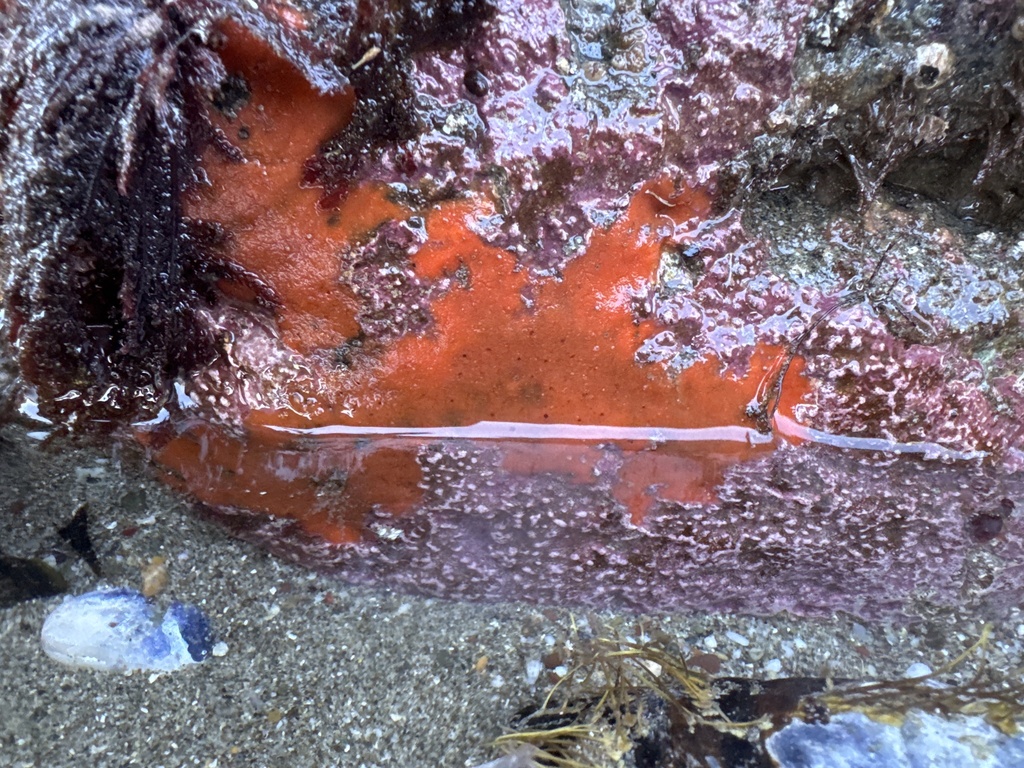 white starburst horny sponge