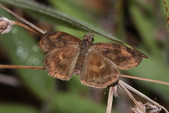 Gesta gesta