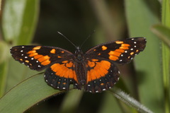 Chlosyne lacinia saundersi