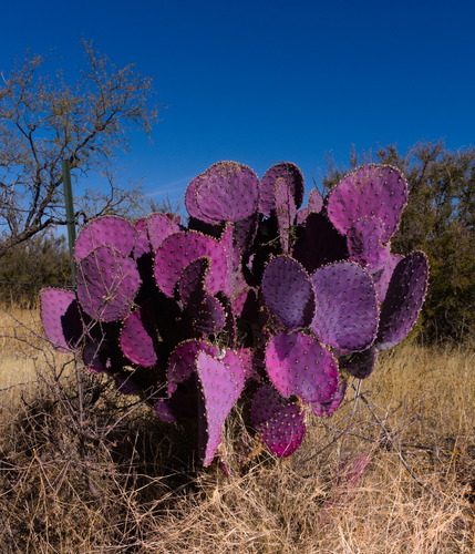 Prickly Pear Cactus
