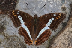 Adelpha alala