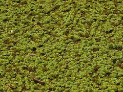 Salvinia cucullata