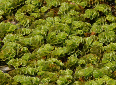 Salvinia cucullata