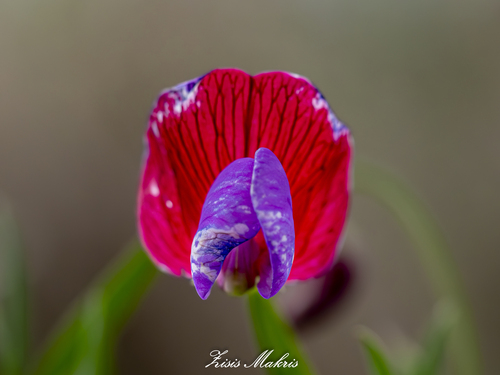 Lathyrus clymenum iNat (1)