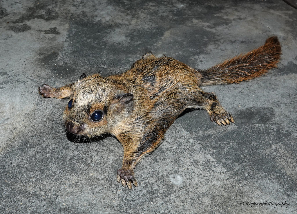 Arrowtailed Flying Squirrels (Hylopetes) Know Your Mammals