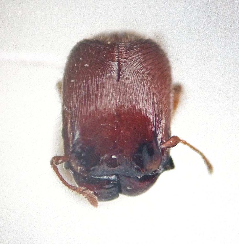 Pheidole aberrans