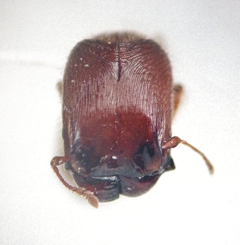 Pheidole aberrans