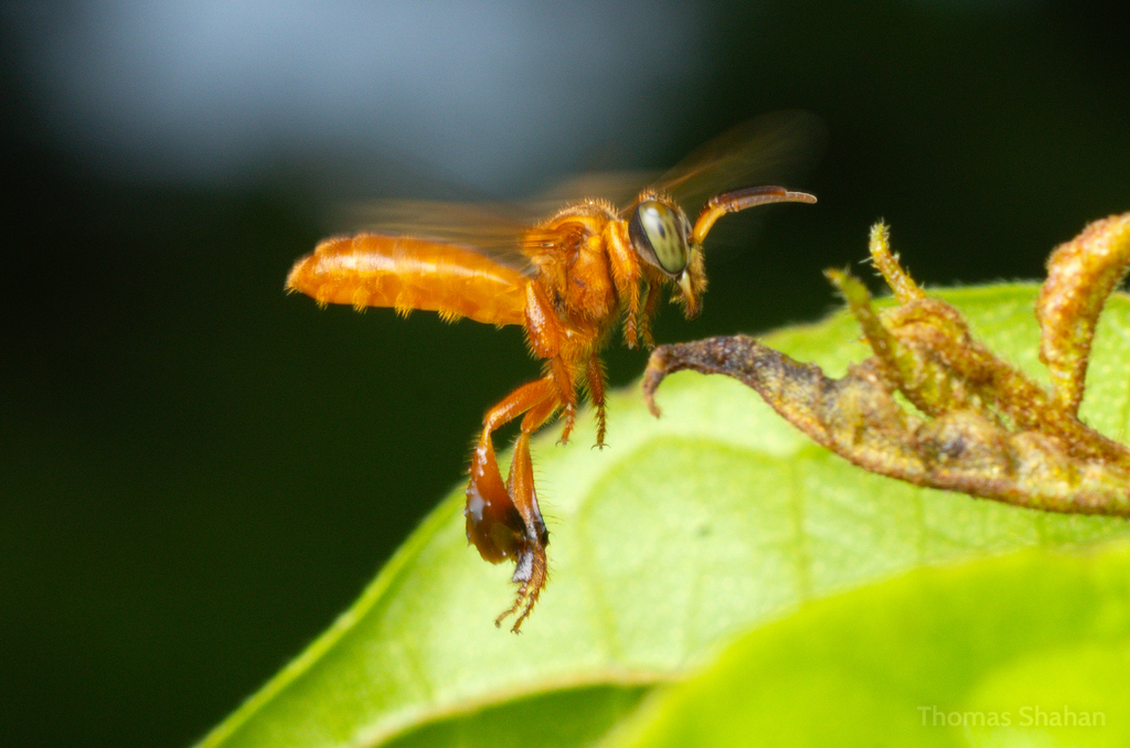 Tetragona