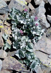 Adenostyles leucophylla