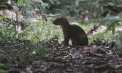 Dasyprocta variegata